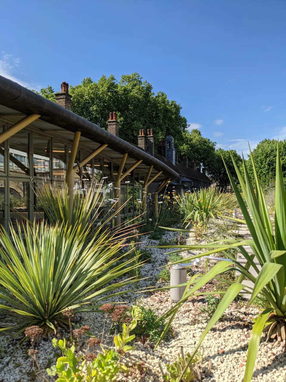 Roof planted with a mixture of succulents and native dry grasses at the Museum of the Home.