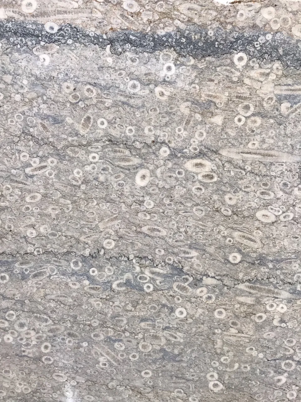 Detail close up image of fossilized stone