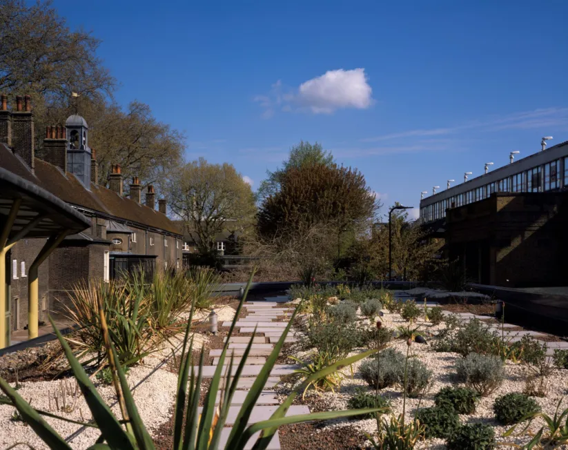 Roof with drought resistant succulents and vegetation planted in gravel next to a brick building